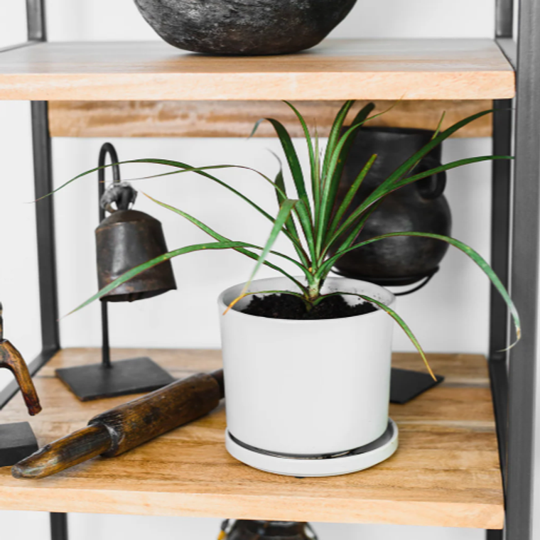 BABY MARGARET NATURAL (DRACENA MARGINATA) - MACETERO PLÁSTICO 4