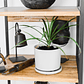 BABY MARGARET NATURAL (DRACENA MARGINATA) - MACETERO PLÁSTICO - Miniatura 4