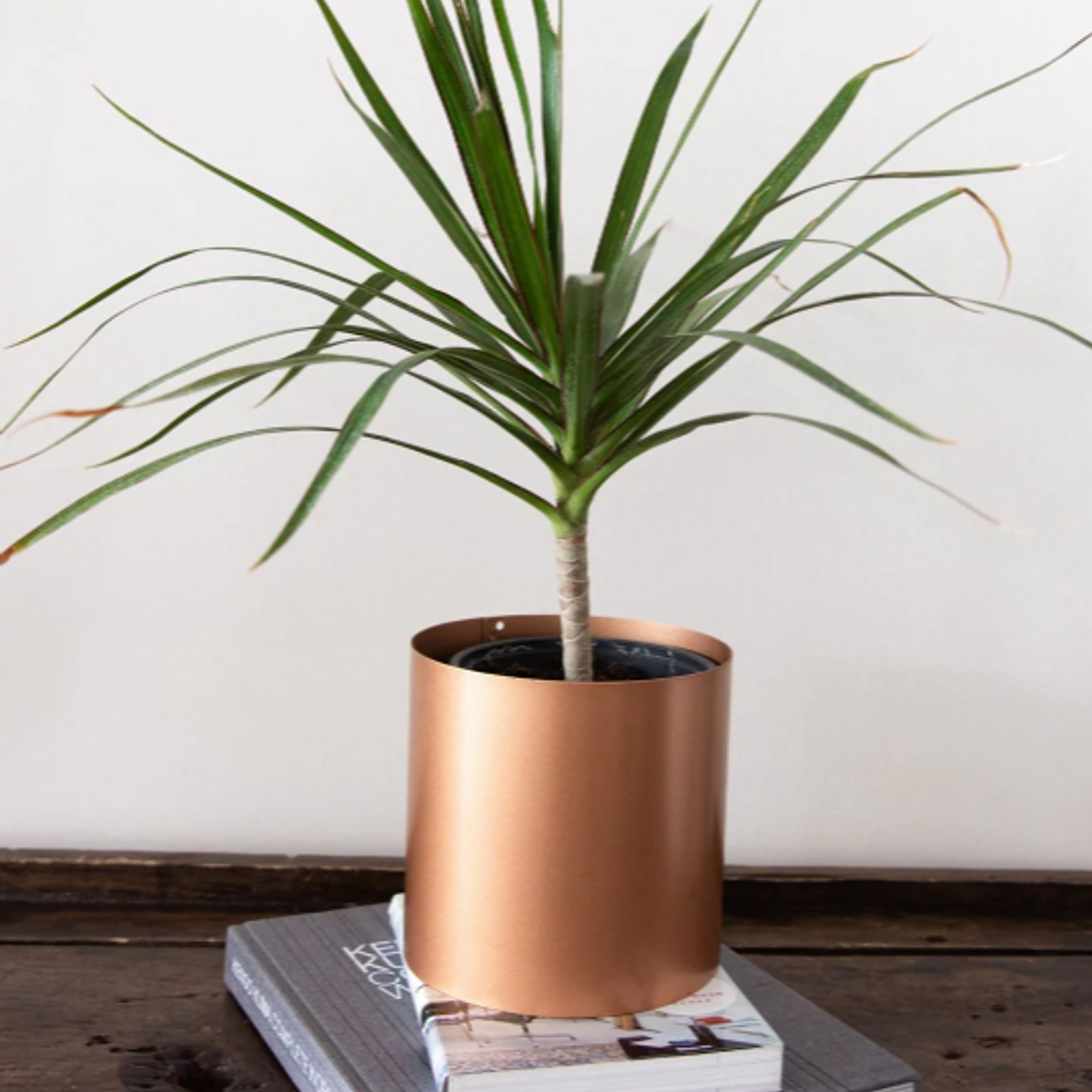 BABY MARGARET NATURAL (DRACENA MARGINATA) - MACETERO PLÁSTICO 5