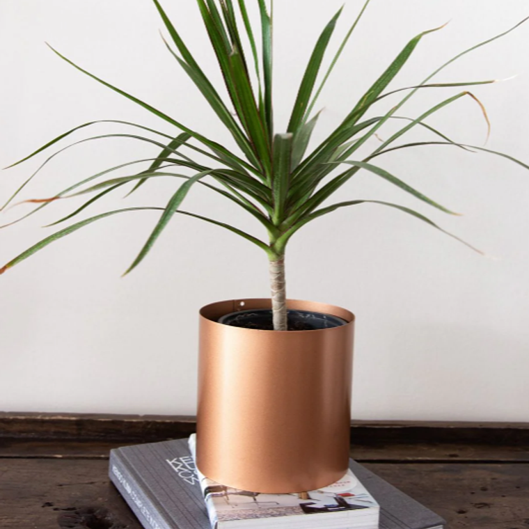 BABY MARGARET NATURAL (DRACENA MARGINATA) - MACETERO PLÁSTICO 5