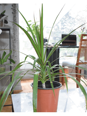 BABY MARGARET NATURAL 40-50 CM (DRACENA MARGINATA) - MACETERO PLÁSTICO