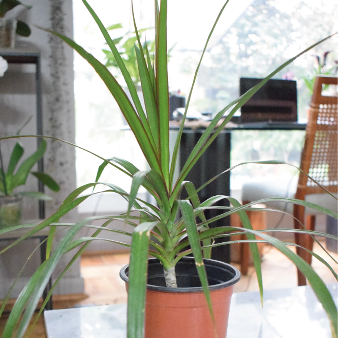 BABY MARGARET NATURAL (DRACENA MARGINATA) - MACETERO PLÁSTICO 1