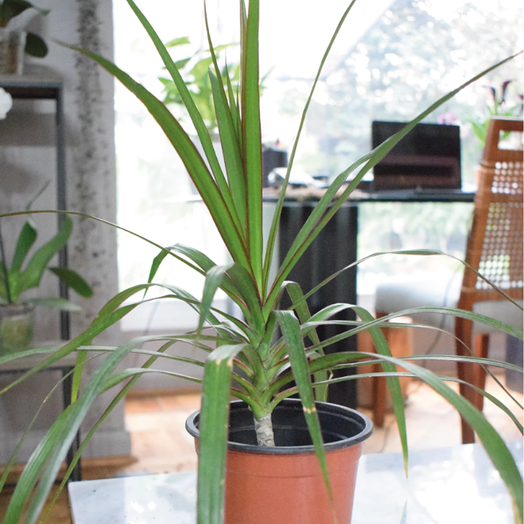 BABY MARGARET NATURAL (DRACENA MARGINATA) - MACETERO PLÁSTICO 1