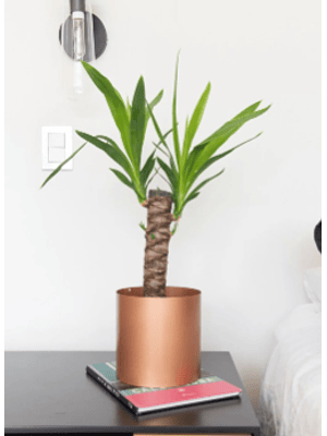 BABY YOLANDA NATURAL 30-40 CM (YUCCA) - MACETERO PLÁSTICO 