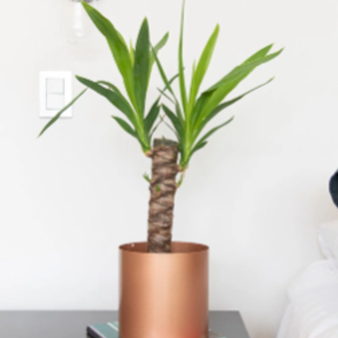 BABY YOLANDA NATURAL (YUCCA) - MACETERO PLÁSTICO  2