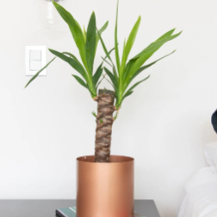 BABY YOLANDA NATURAL (YUCCA) - MACETERO PLÁSTICO  2