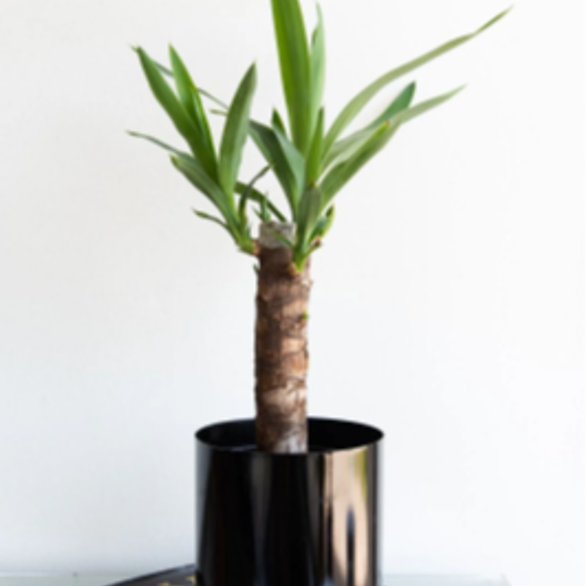 BABY YOLANDA NATURAL (YUCCA) - MACETERO PLÁSTICO  3