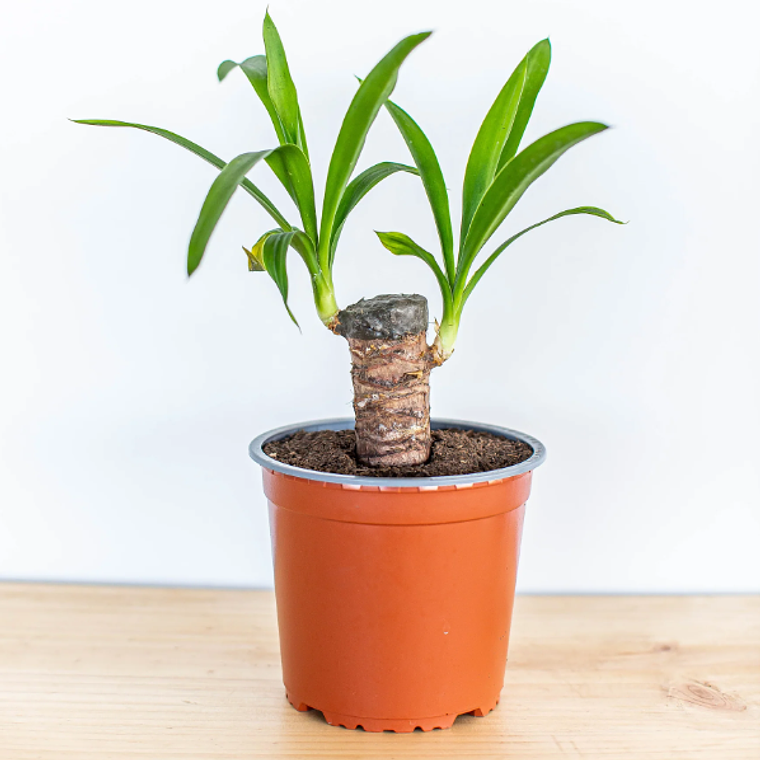 BABY YOLANDA NATURAL (YUCCA) - MACETERO PLÁSTICO  1