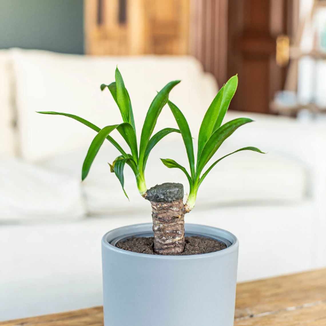 BABY YOLANDA NATURAL (YUCCA) - MACETERO PLÁSTICO  4