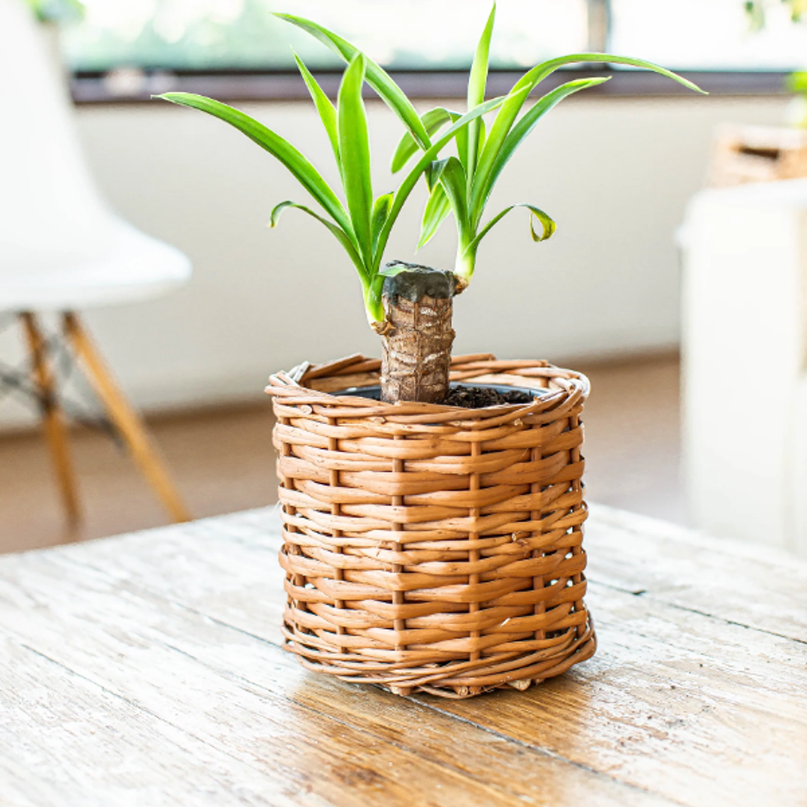 BABY YOLANDA NATURAL (YUCCA) - MACETERO PLÁSTICO  5