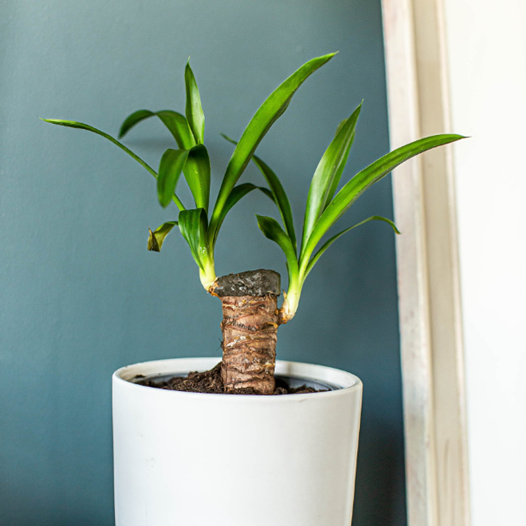 BABY YOLANDA NATURAL (YUCCA) - MACETERO PLÁSTICO  6