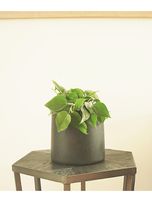 COLOMBA VERDE NATURAL M, 15-25 CM (PHILODENDRON CORDATUM) - MACETERO PLÁSTICO