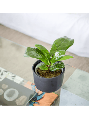 FIDEL NATURAL M, 30 CM (FICUS LYRATA) - MACETERO PLÁSTICO