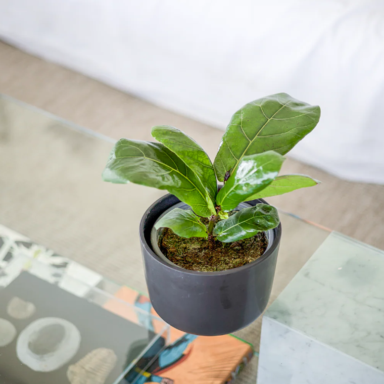 FIDEL NATURAL M (FICUS LYRATA) - MACETERO PLÁSTICO 2