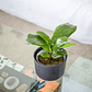 FIDEL NATURAL M (FICUS LYRATA) - MACETERO PLÁSTICO - Miniatura 2