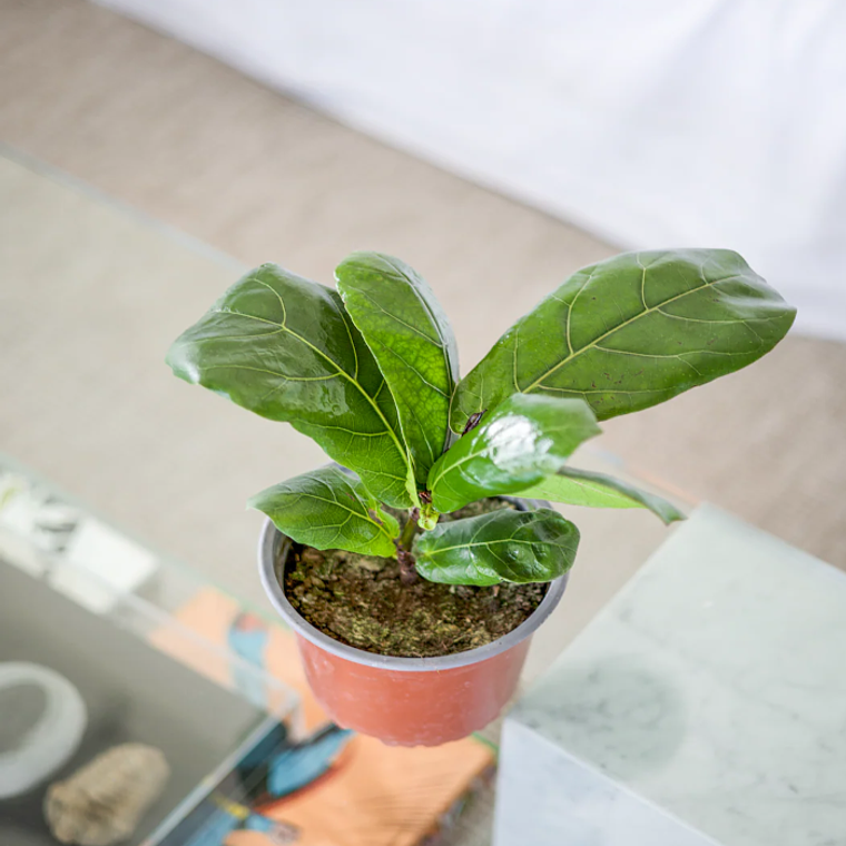 FIDEL NATURAL M (FICUS LYRATA) - MACETERO PLÁSTICO 1