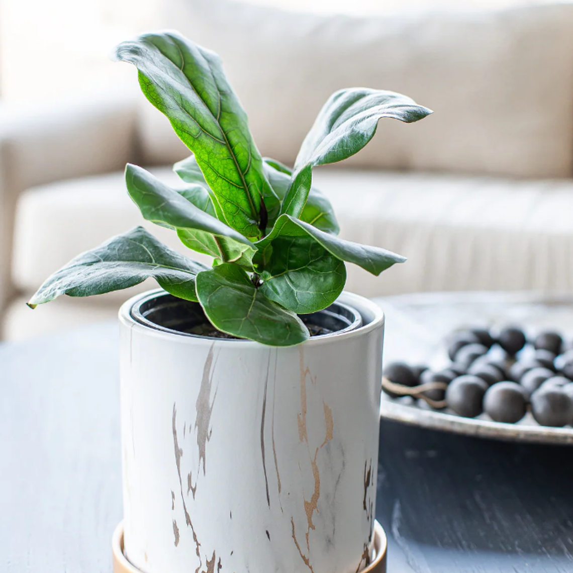 FIDEL NATURAL M (FICUS LYRATA) - MACETERO PLÁSTICO 3