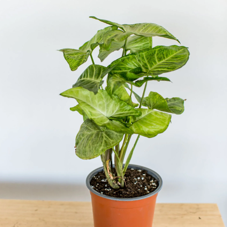 SILVY NATURAL (SYNGONIO) - MACETERO PLÁSTICO  1