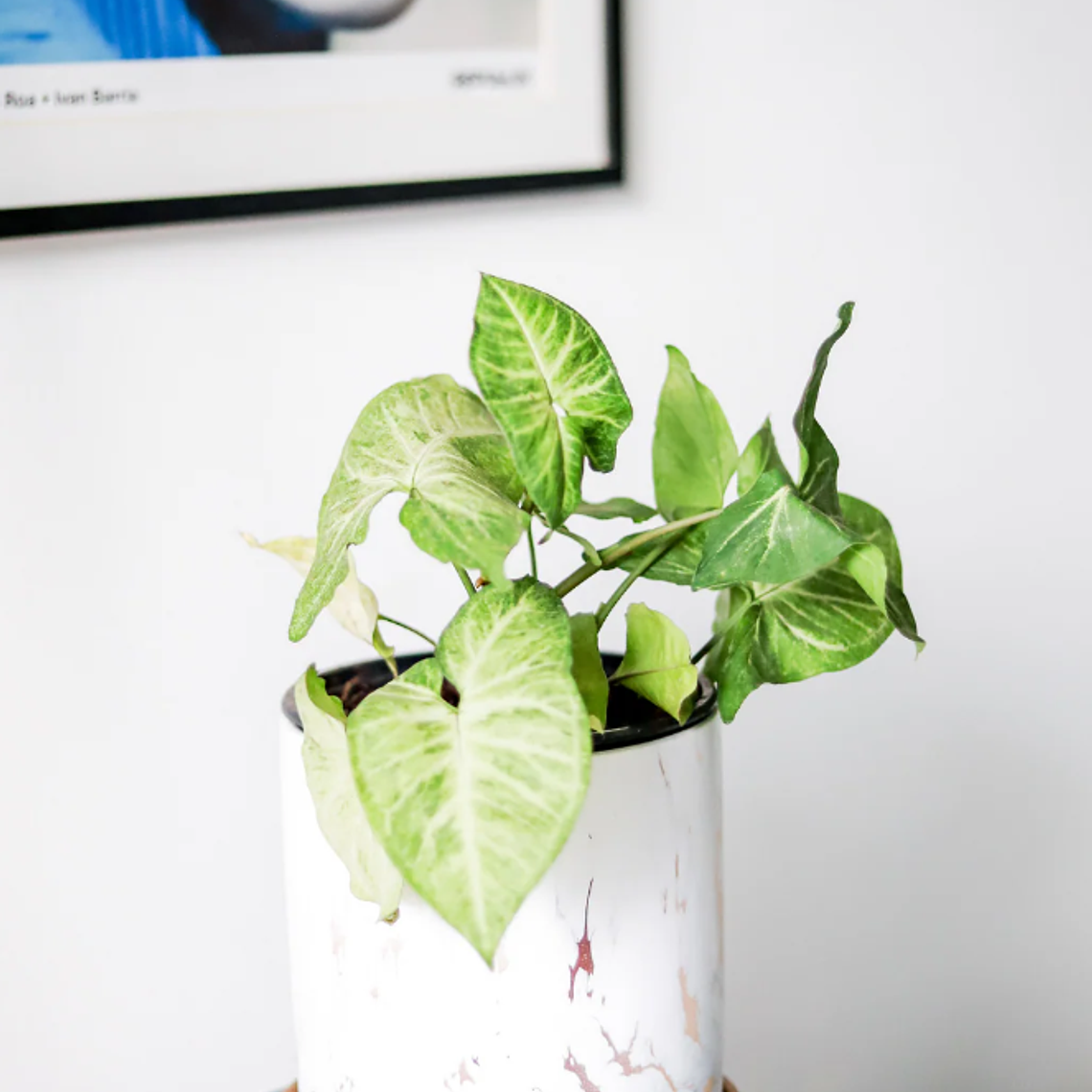 SILVY NATURAL (SYNGONIO) - MACETERO PLÁSTICO  2