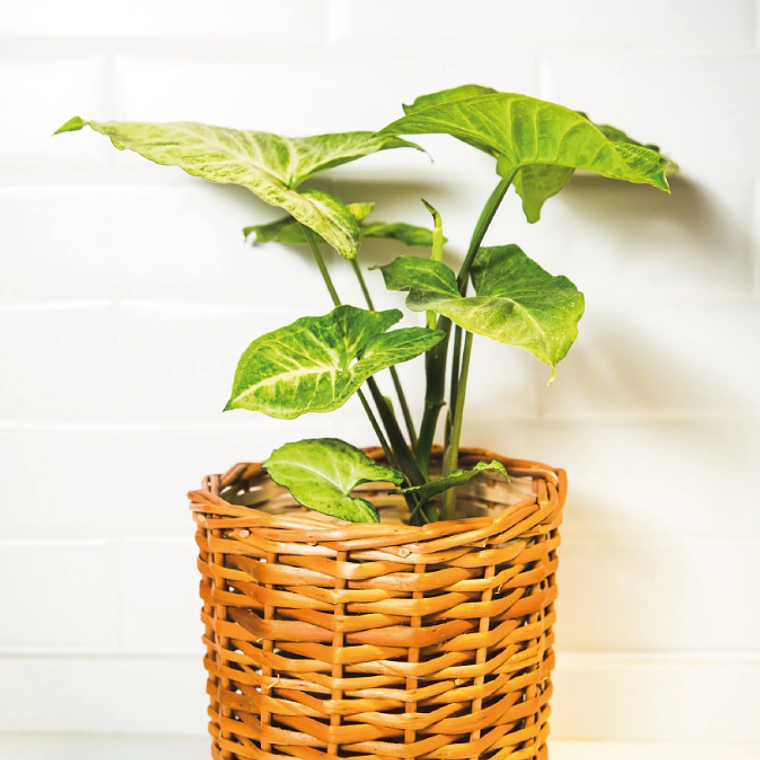 SILVY NATURAL (SYNGONIO) - MACETERO PLÁSTICO  3