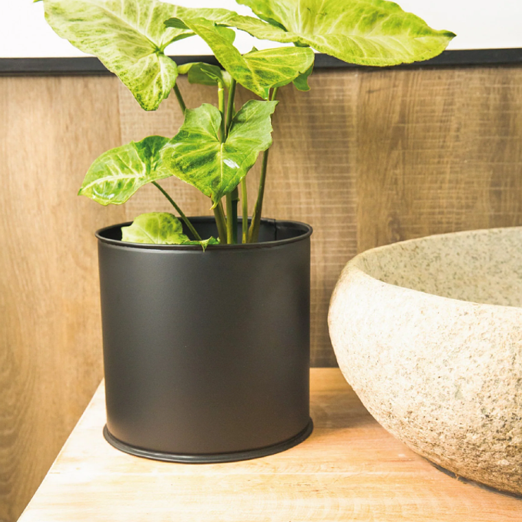 SILVY NATURAL (SYNGONIO) - MACETERO PLÁSTICO  4