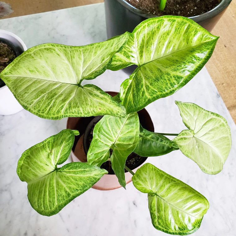 SILVY NATURAL (SYNGONIO) - MACETERO PLÁSTICO  5