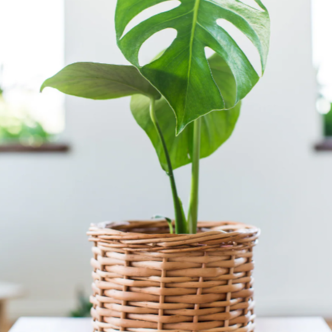 BABY MARIANA NATURAL (MOSTERA DELICIOSA) - MACETERO PLÁSTICO  1