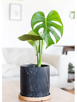 BABY MARIANA NATURAL 30 CM (MOSTERA DELICIOSA) - MACETERO PLÁSTICO 