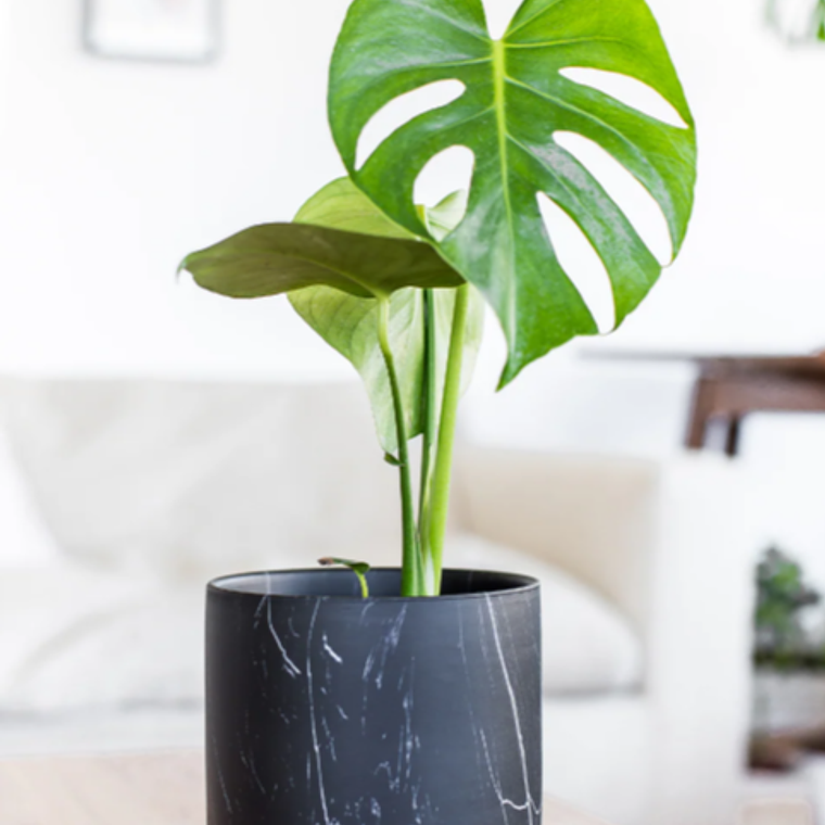 BABY MARIANA NATURAL (MOSTERA DELICIOSA) - MACETERO PLÁSTICO  2