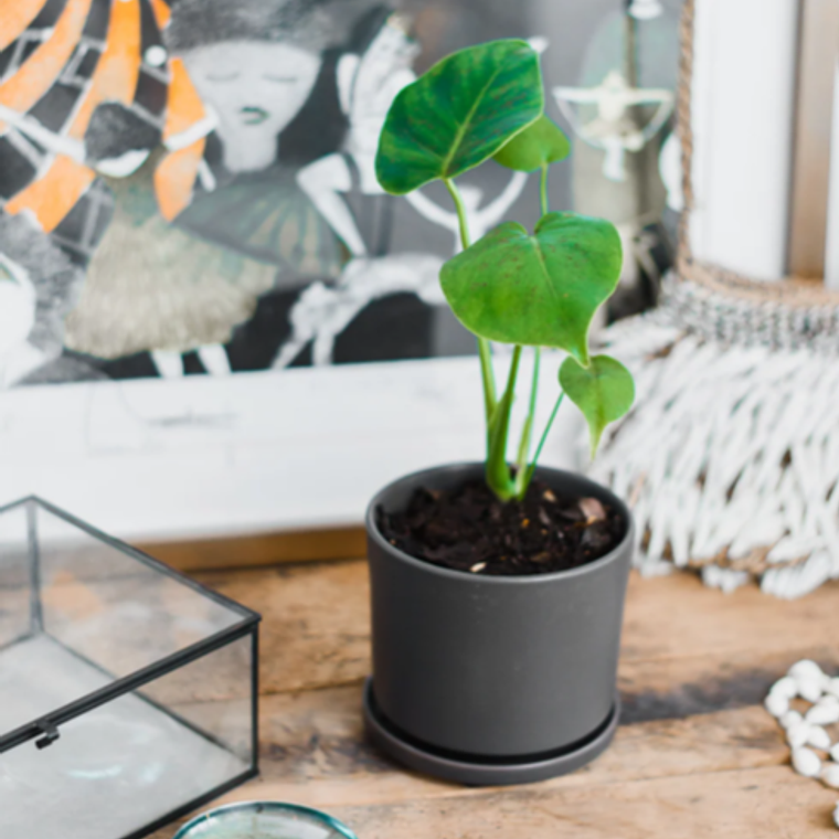 BABY MARIANA NATURAL (MOSTERA DELICIOSA) - MACETERO PLÁSTICO  3