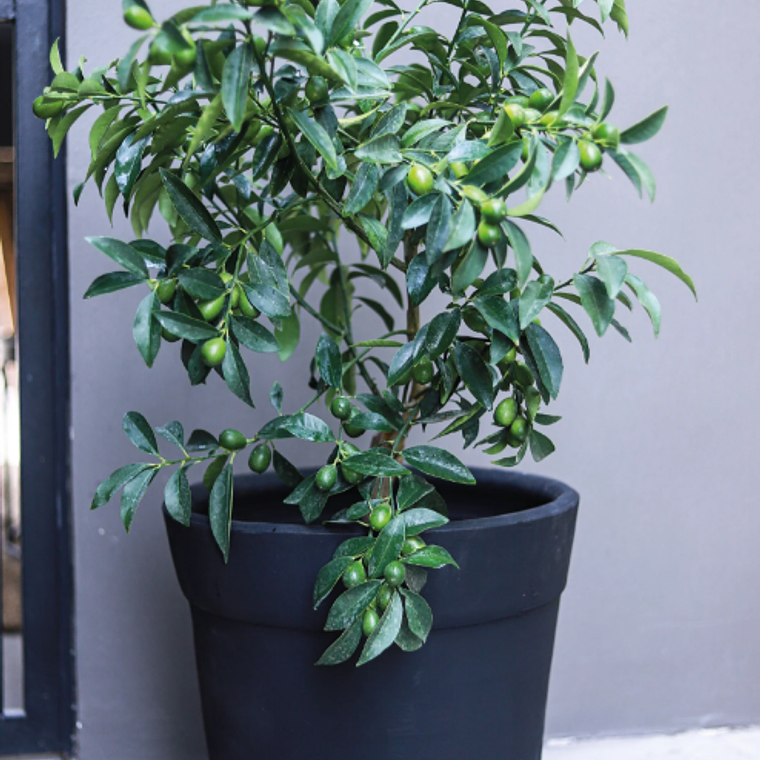 KARIN NATURAL XL (KUMQUAT) - MACETERO PLÁSTICO  2