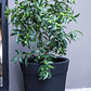 KARIN NATURAL XL (KUMQUAT) - MACETERO PLÁSTICO  - Miniatura 2