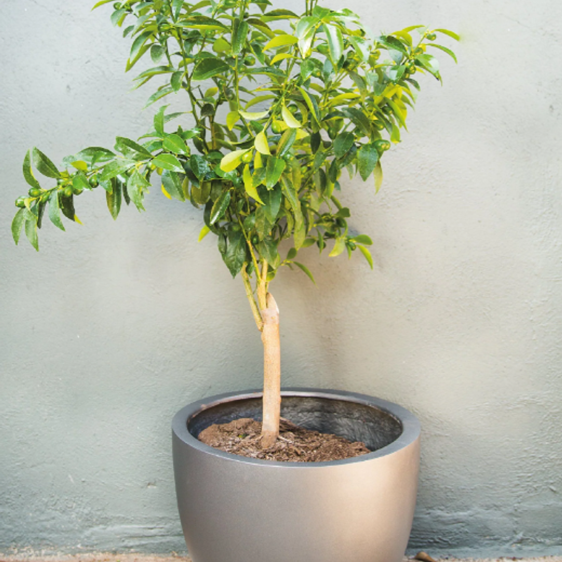 KARIN NATURAL XL (KUMQUAT) - MACETERO PLÁSTICO  3