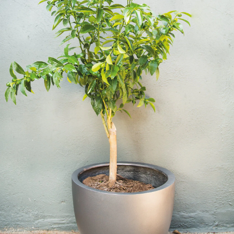 KARIN NATURAL XL (KUMQUAT) - MACETERO PLÁSTICO  3