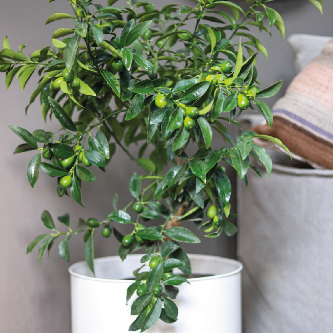 KARIN NATURAL XL (KUMQUAT) - MACETERO PLÁSTICO  4