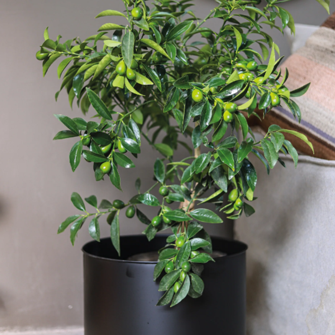 KARIN NATURAL XL (KUMQUAT) - MACETERO PLÁSTICO  5