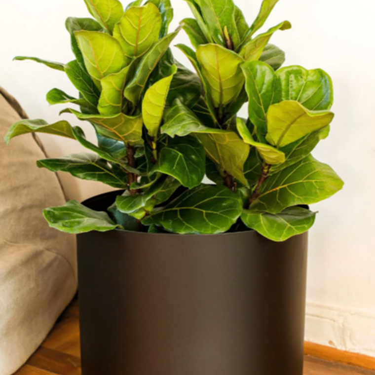 FIDEL NATURAL XL(FICUS LYRATA) - MACETERO PLÁSTICO  2