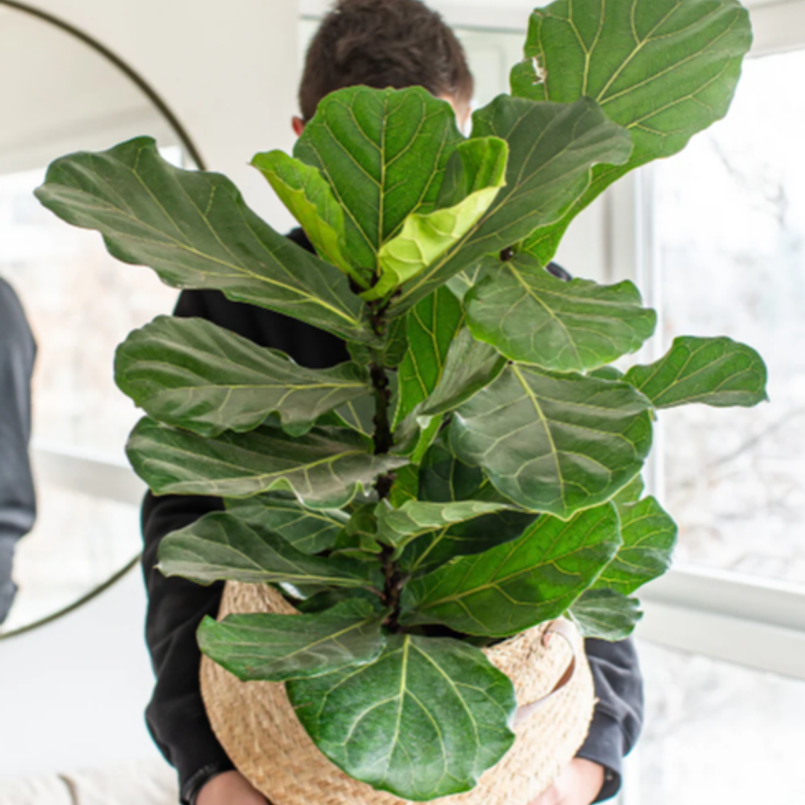 FIDEL NATURAL XL(FICUS LYRATA) - MACETERO PLÁSTICO  1