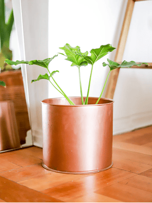 PETER NATURAL (PHILODENDRO PARAGUAYO) - MACETERO PLÁSTICO 