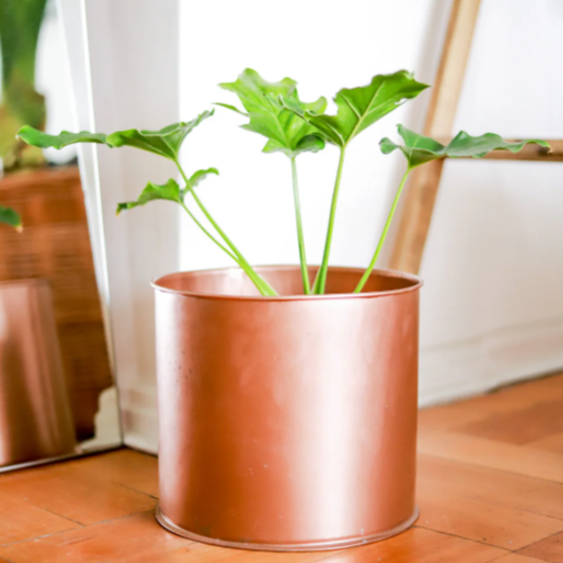 PETER NATURAL (PHILODENDRO PARAGUAYO) - MACETERO PLÁSTICO  1