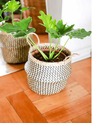 PETER NATURAL (PHILODENDRO PARAGUAYO) - MACETERO PLÁSTICO 