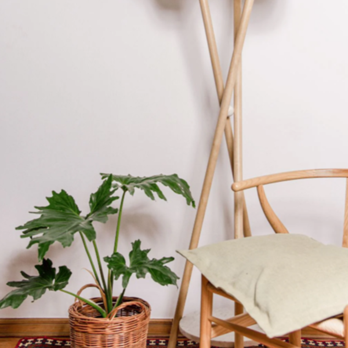 PETER NATURAL (PHILODENDRO PARAGUAYO) - MACETERO PLÁSTICO  3