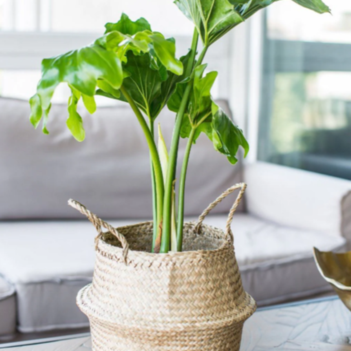 PETER NATURAL (PHILODENDRO PARAGUAYO) - MACETERO PLÁSTICO  4