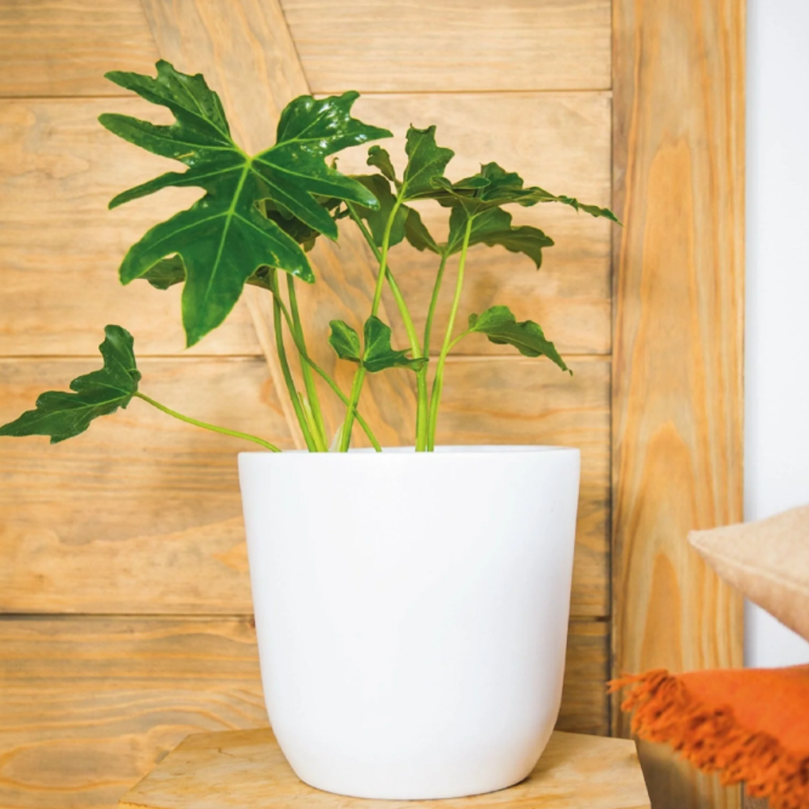 PETER NATURAL (PHILODENDRO PARAGUAYO) - MACETERO PLÁSTICO  5