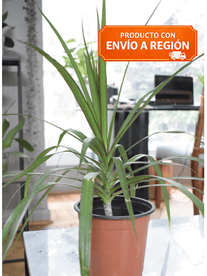 BABY MARGARET NATURAL 40-50 CM (DRACENA MARGINATA) - MACETERO PLÁSTICO