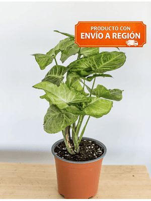 SILVY NATURAL 30-40 CM (SYNGONIO) - MACETERO PLÁSTICO 