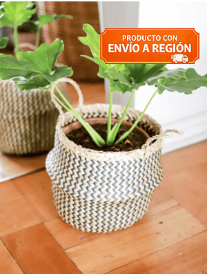 PETER NATURAL 45-60 CM  (PHILODENDRO PARAGUAYO) - MACETERO PLÁSTICO 