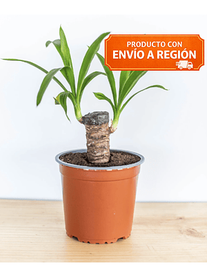 BABY YOLANDA NATURAL 30-40 CM (YUCCA) - MACETERO PLÁSTICO 