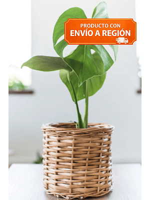 BABY MARIANA NATURAL 30 CM (MOSTERA DELICIOSA) - MACETERO PLÁSTICO 