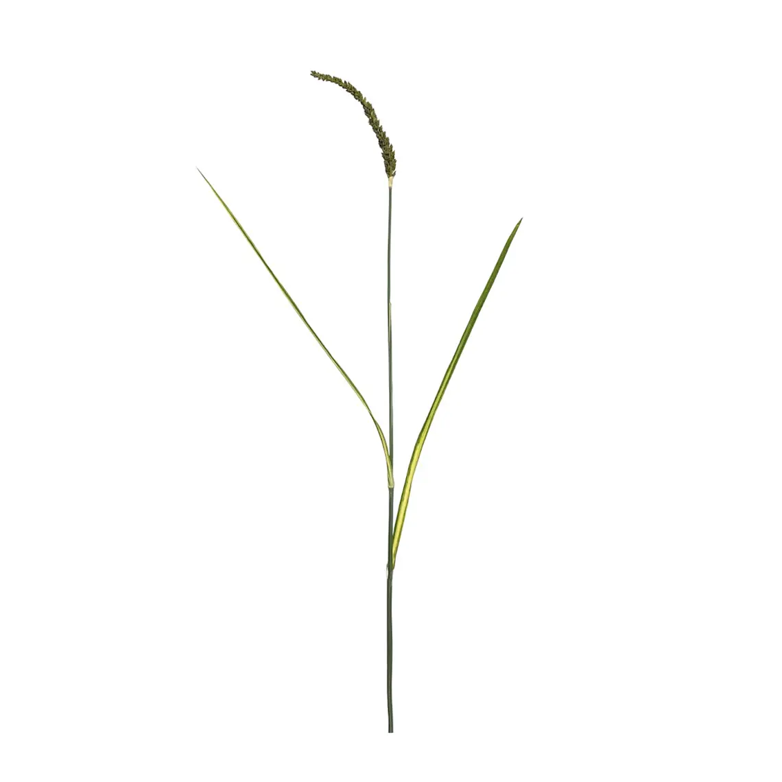 RAMA WHEAT SPRAY (100H CM) 1